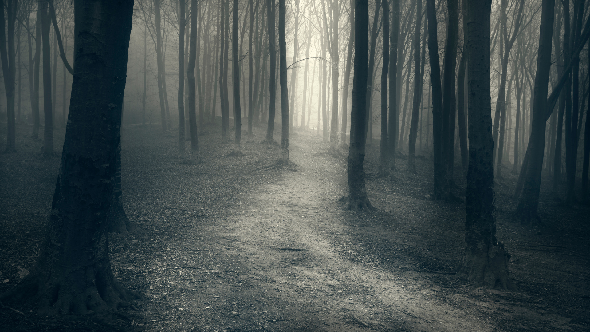black and white image of a dark forest with a path going through it.